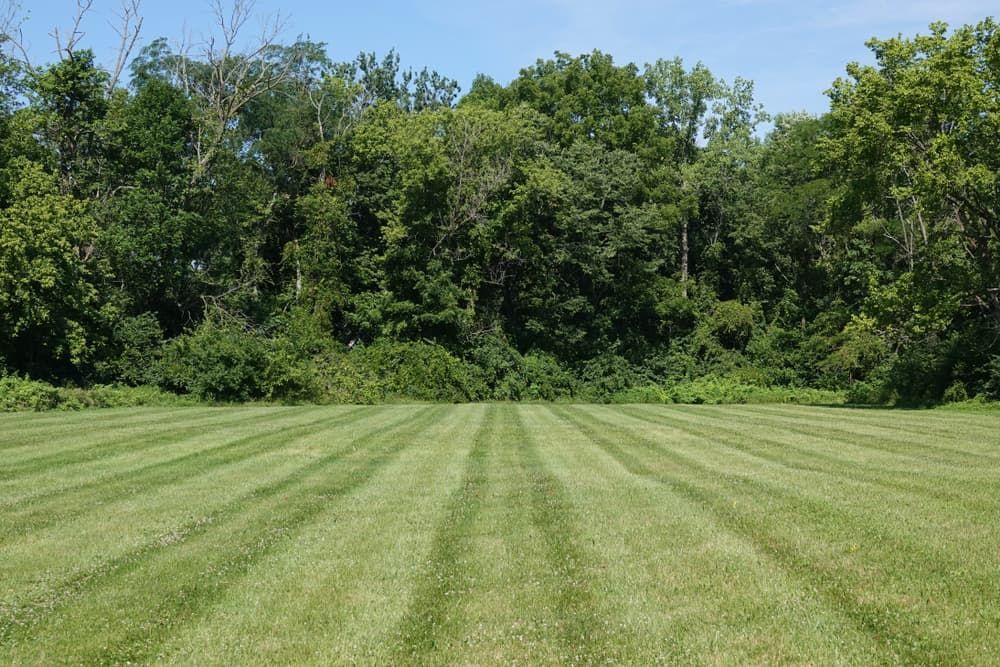A Lush Green Field With Trees in the Background — Land to Mow Garden Services Wagga In Wagga Wagga, NSW