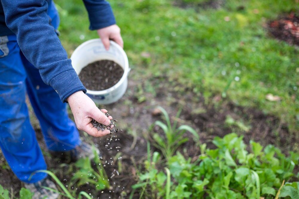A Person is Spreading Fertilizer on a Plant in a Garden — Land to Mow Garden Services Wagga In Wagga Wagga, NSW