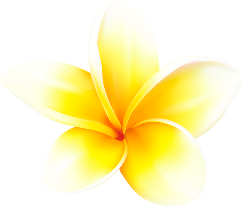 A Yellow Flower — A1 Coffs Harbour in Coffs Harbour, NSW