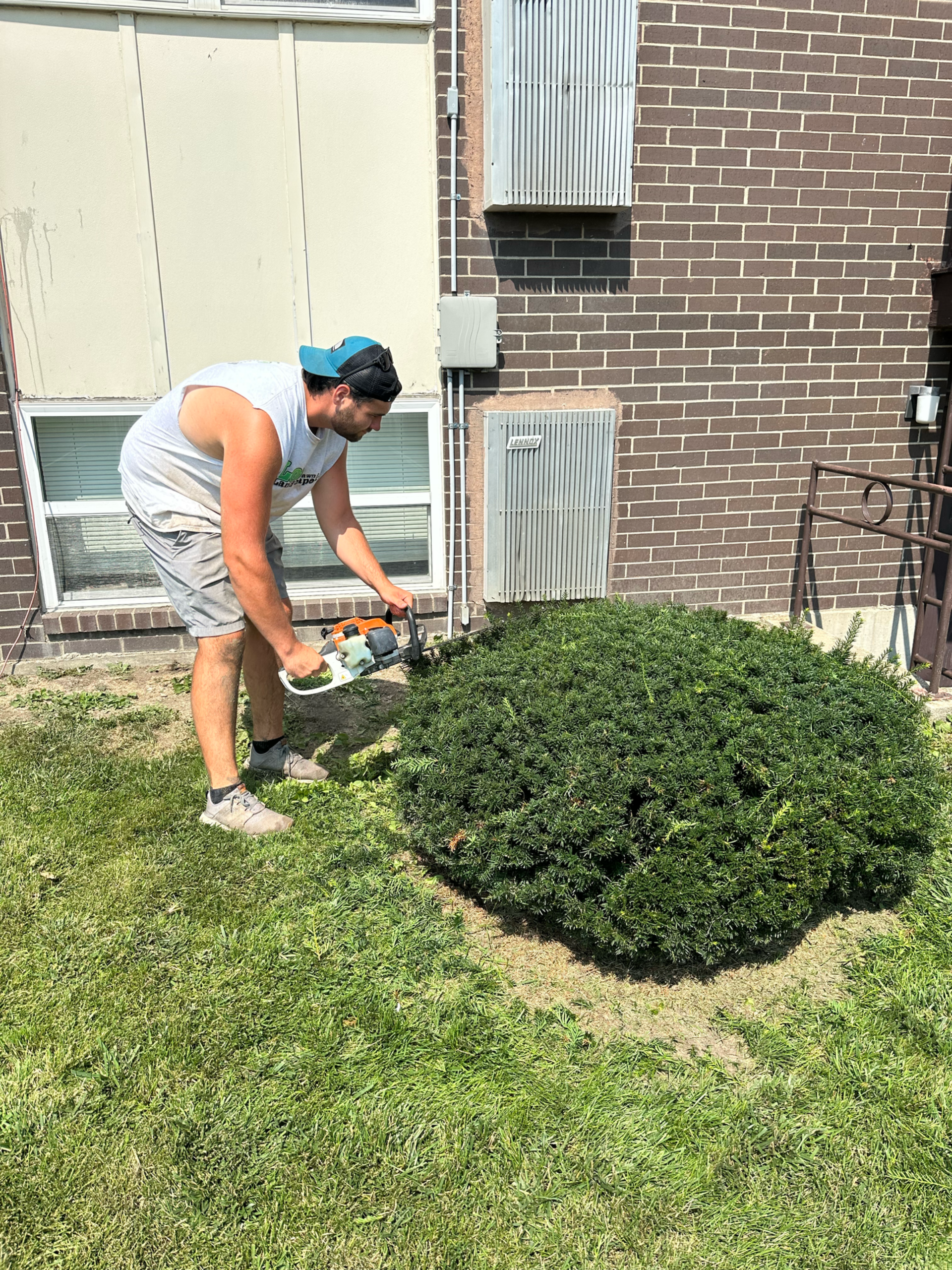Man trimming a large green bush with a hedge trimmer near a brick building with a white window.