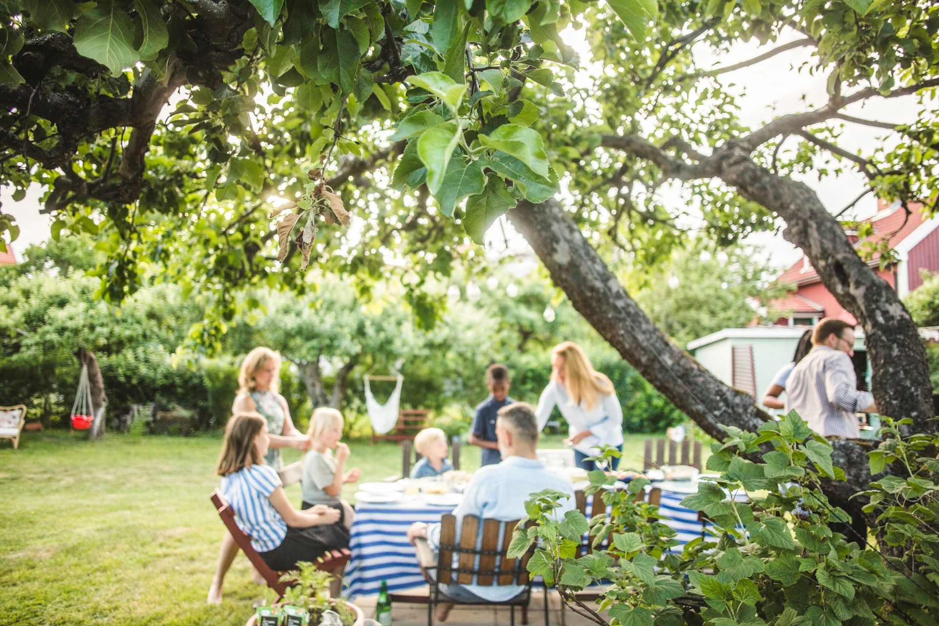 People enjoying a backyard gathering, dining under a large tree.