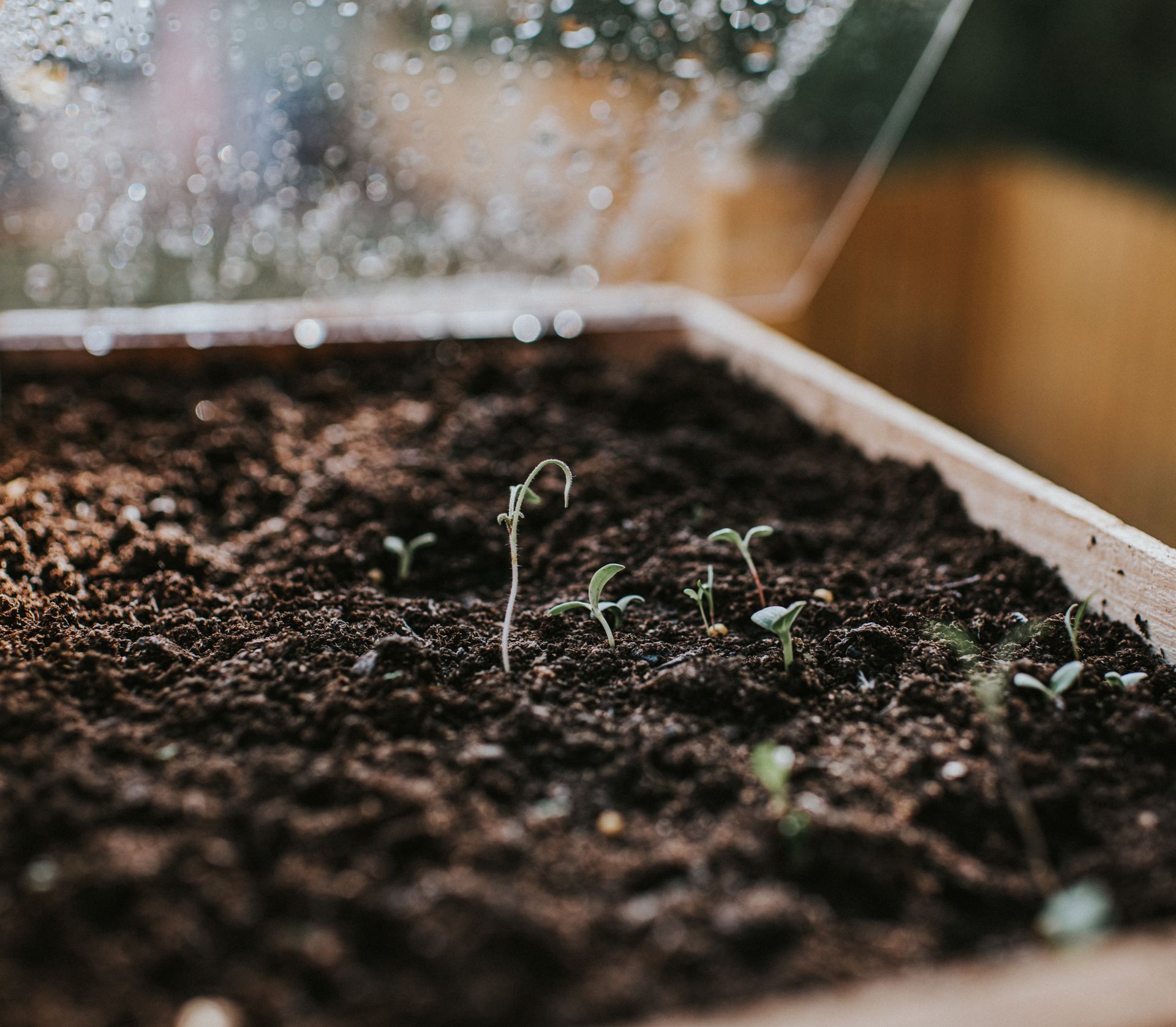 Seedlings sprouting in a wooden planter box with dark soil, under a clear cover, outdoors.