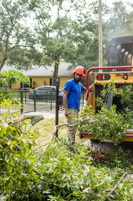 TAMPA TREE SERVICES You CAN TRUST