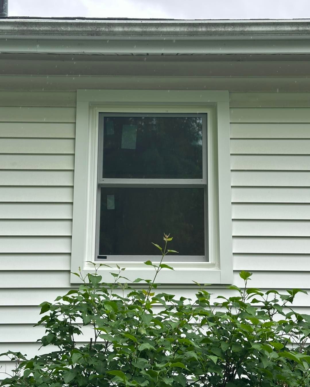 White house window with white trim and green bushes in front.