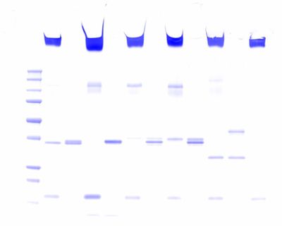 Pop Bio Imaging For Fluorescent Gels And Chemiluminescent Blot Imaging