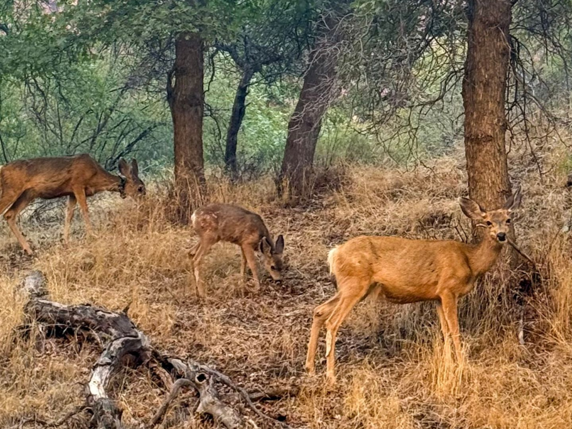 Angels Landing Tour Group Zion