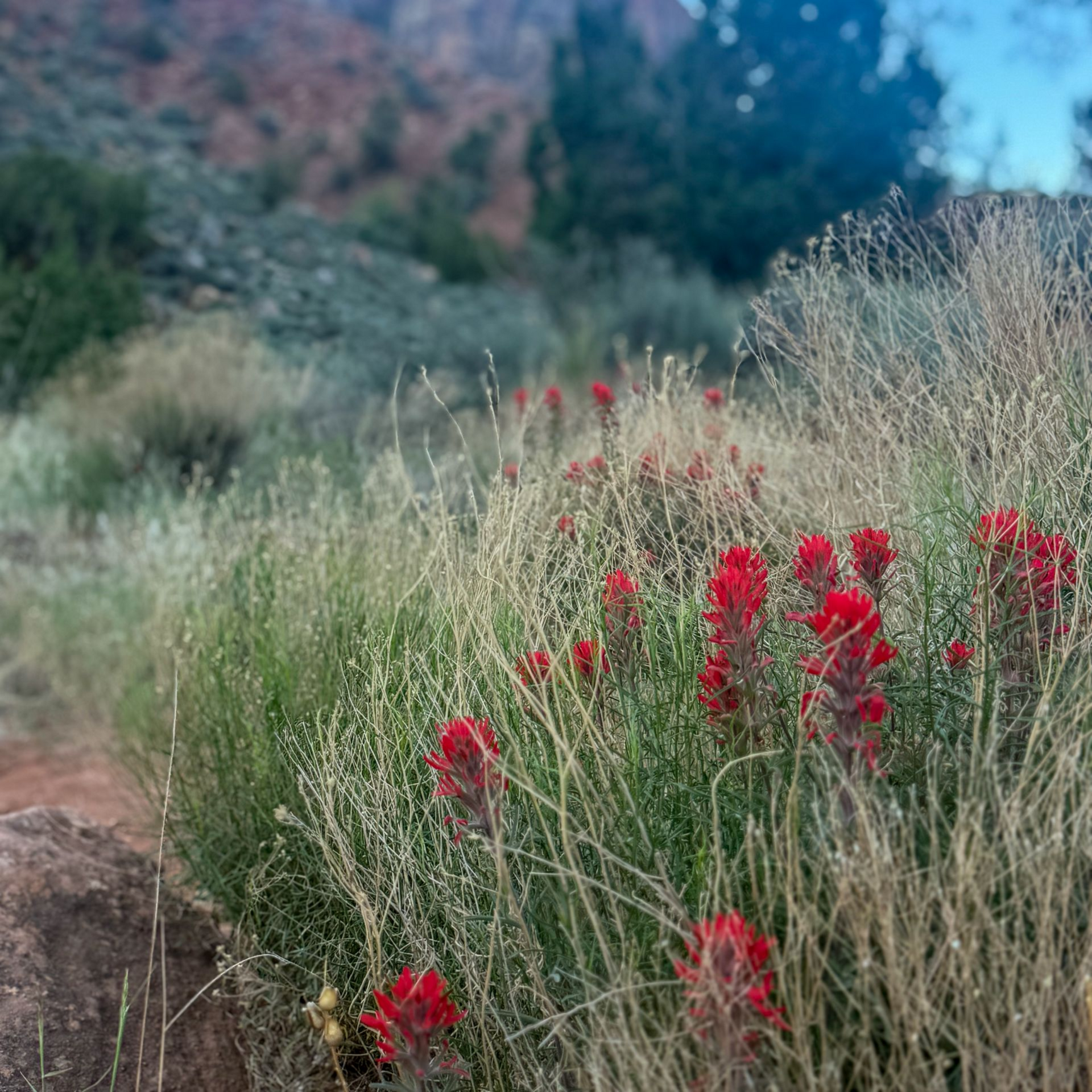 Spring Break in Zion National Park
