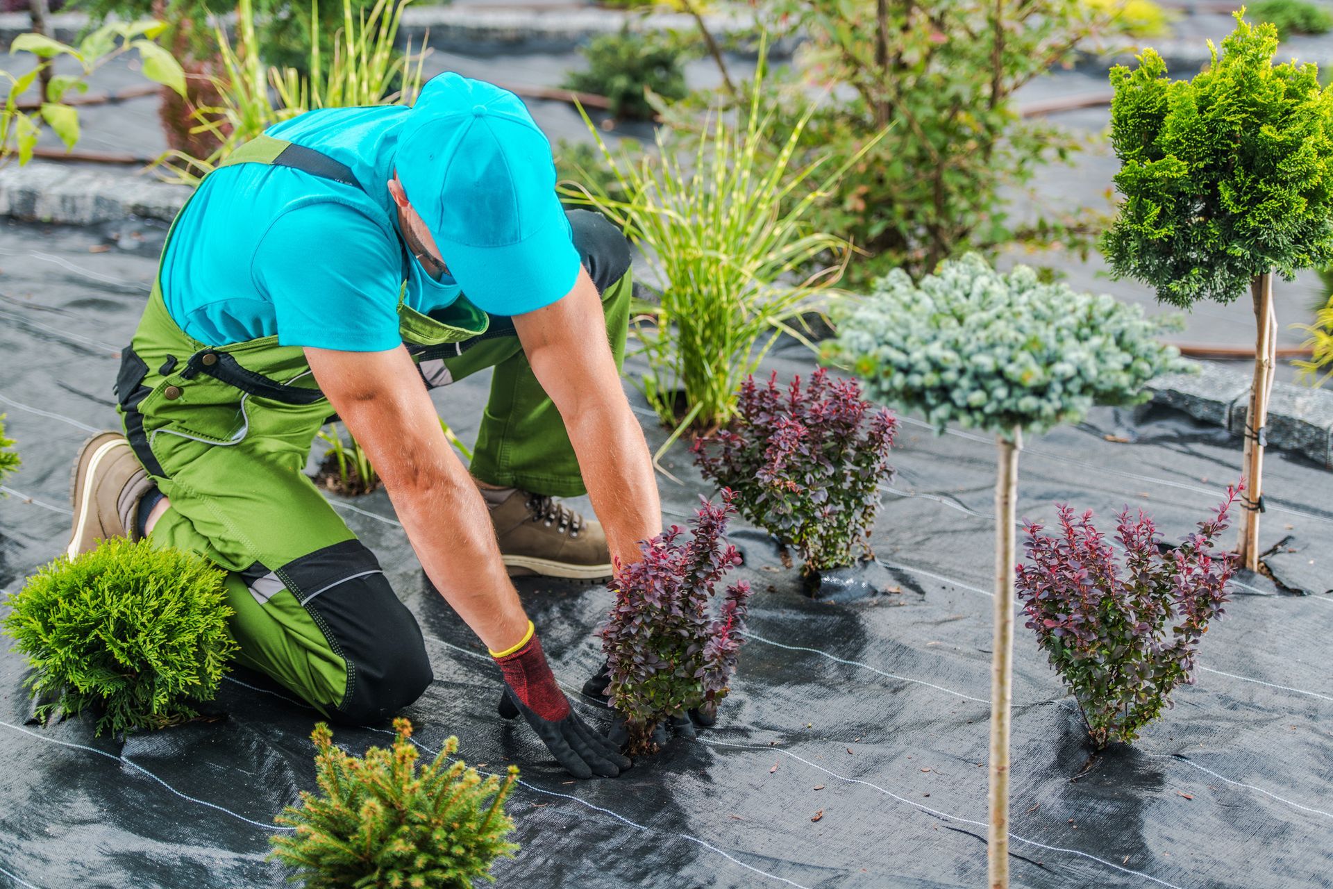 A gardener in bright workwear is planting decorative shrubs on a landscaped surface. A gardener in bright workwear is planting decorative shrubs on a landscaped surface.