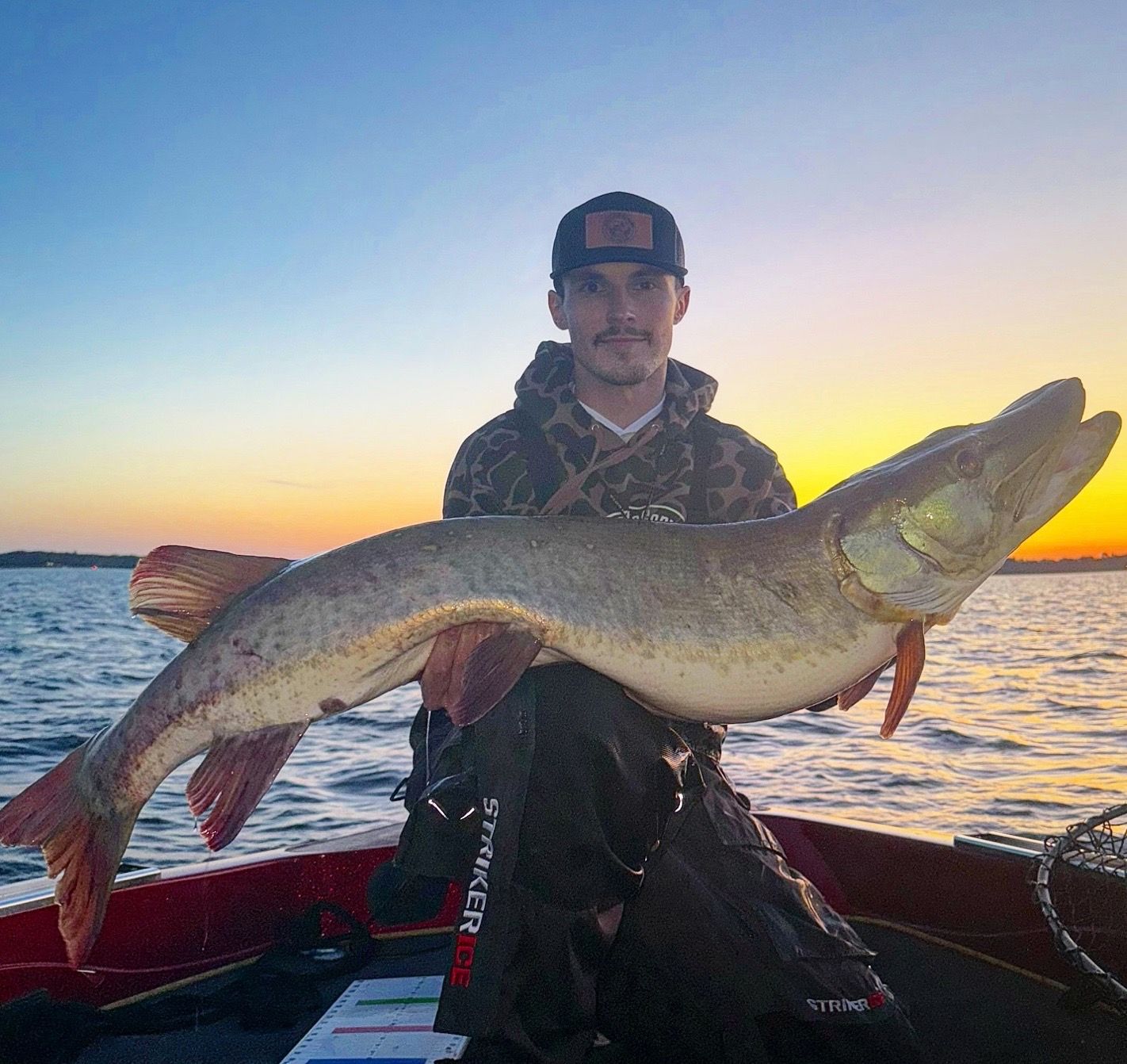 Man in a boat holding a large muskie fish at sunset.