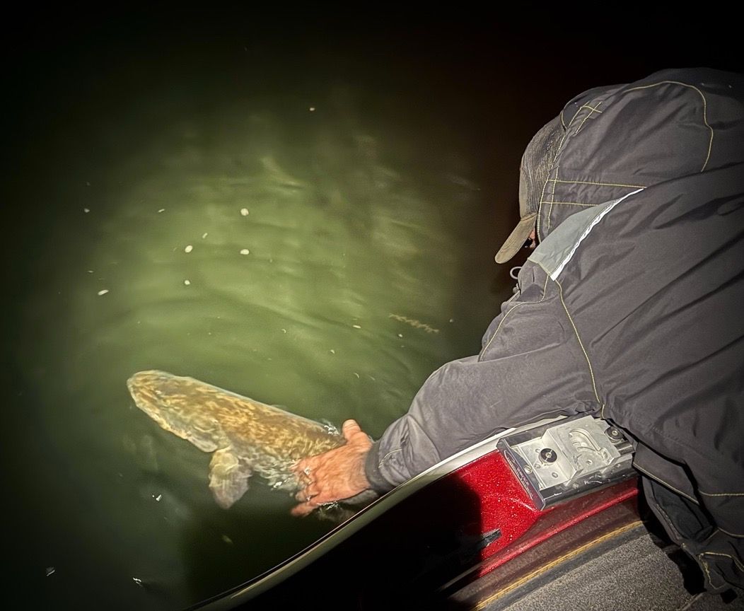 Person releasing a fish back into the water from a boat at night. The fish is light brown and held with gloved hands.