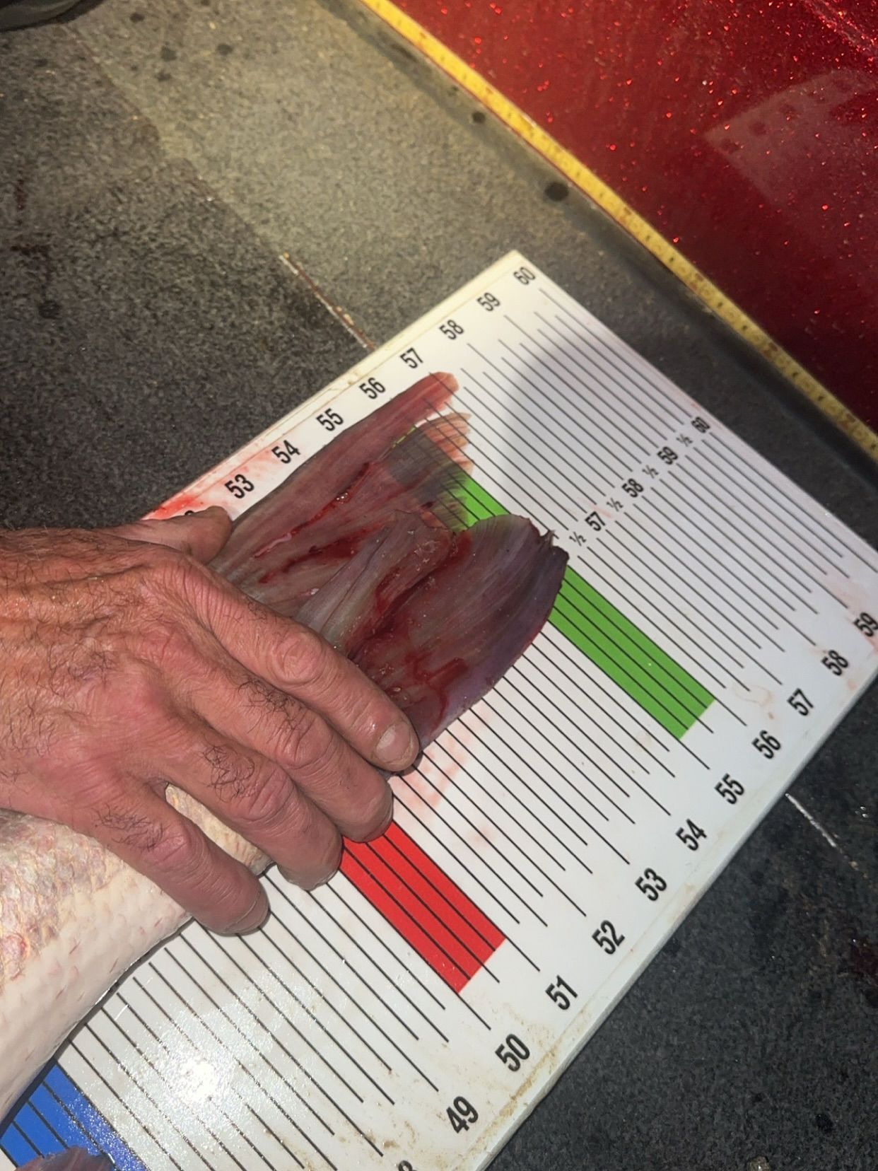 June 7 Measurement Hand measuring a fish tail on a ruler with a red and green zone.