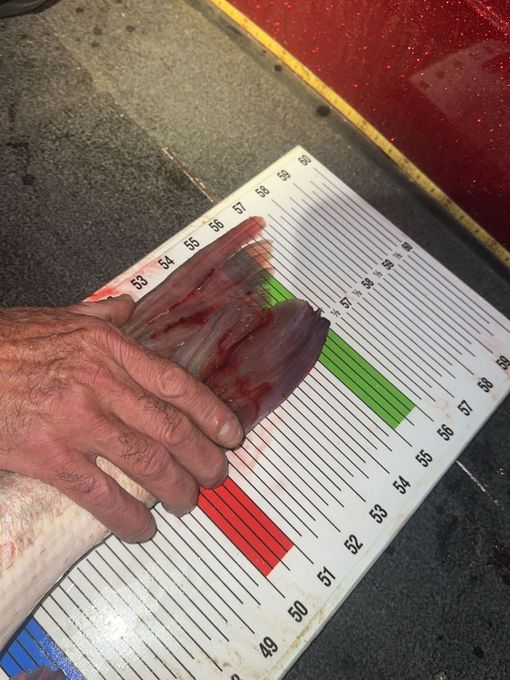 Hand measuring a fish tail on a ruler with a red and green zone.