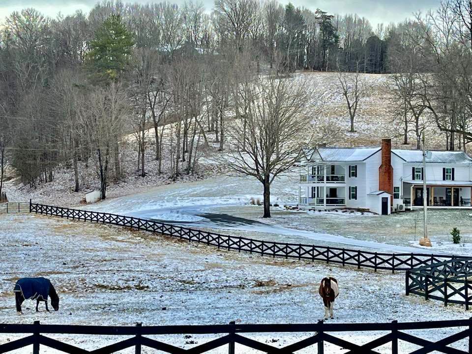 A horse is grazing in a snowy field in front of a house.
