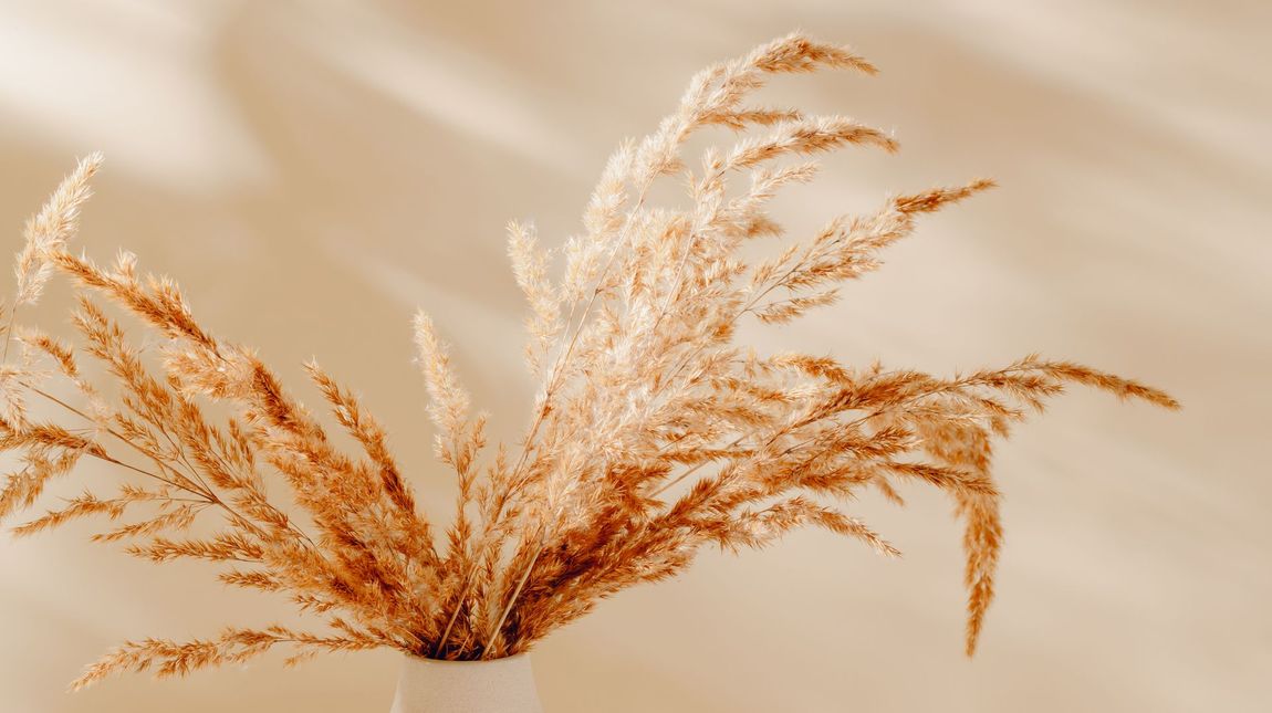 Dried pampas grass in a white vase against a cream-colored wall, with soft shadows.