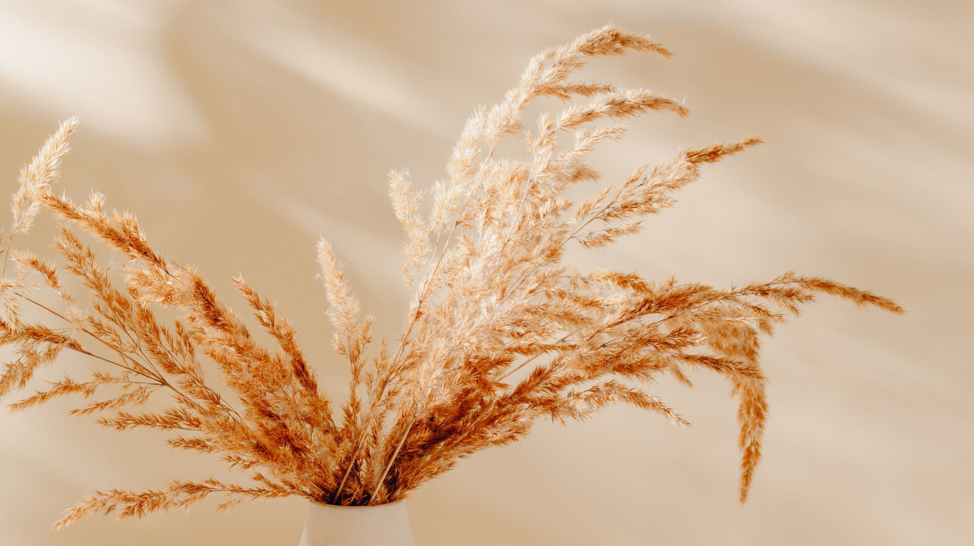 Dried pampas grass in a white vase against a cream-colored wall, with soft shadows.