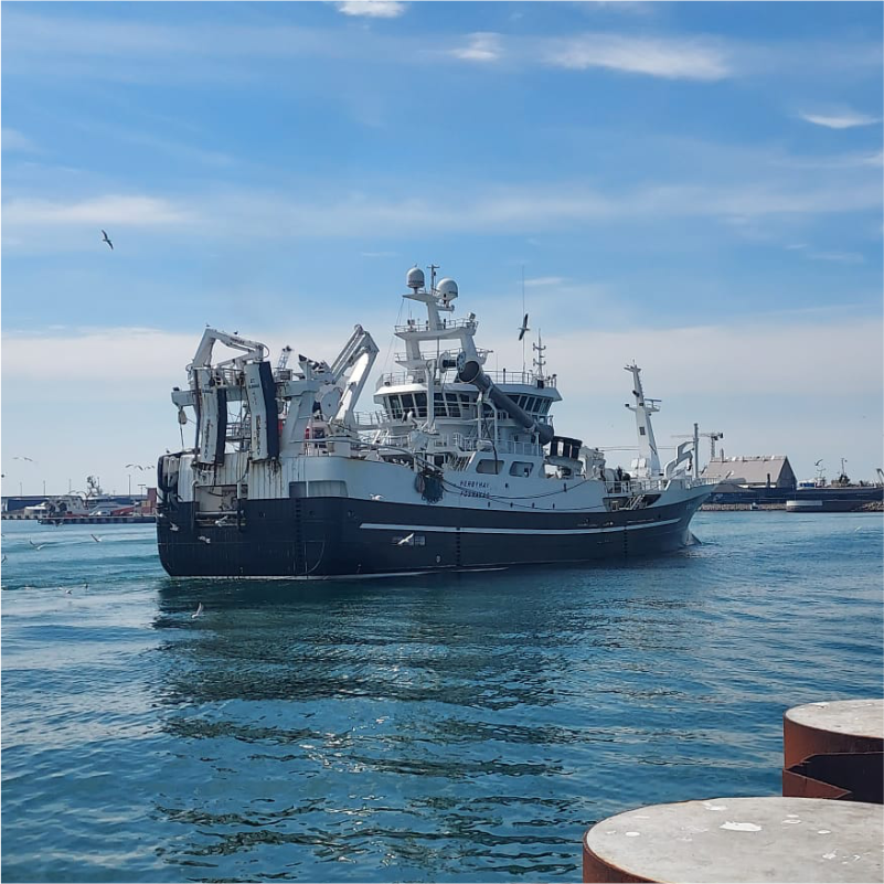 Schip in Skagen haven vol met nieuwe haringvangst voor Seven Seas International