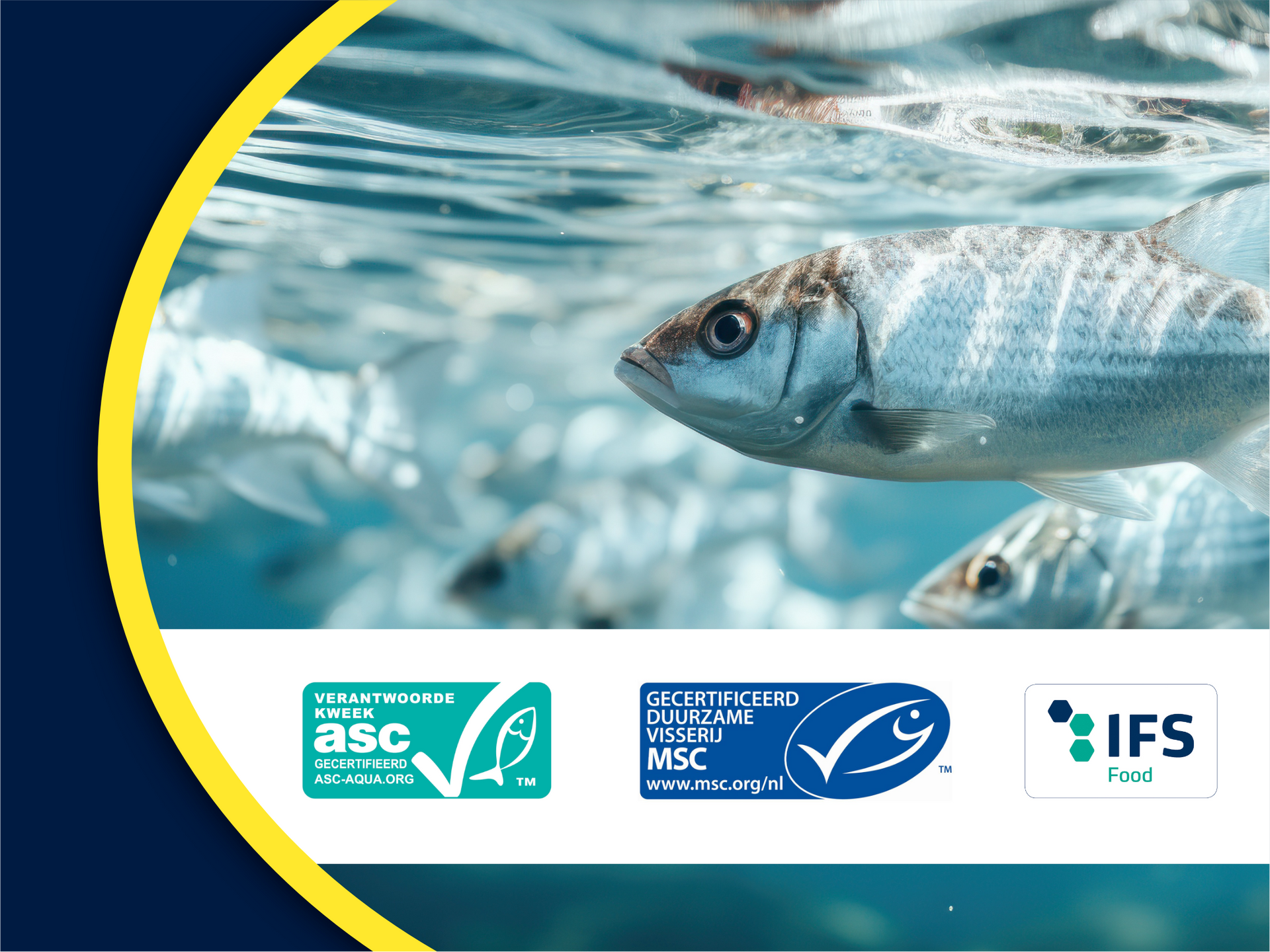 Productielijn Hollandse Nieuwe Hollandse Nieuwe wordt verpakt op lijn in retail verpakking met ui