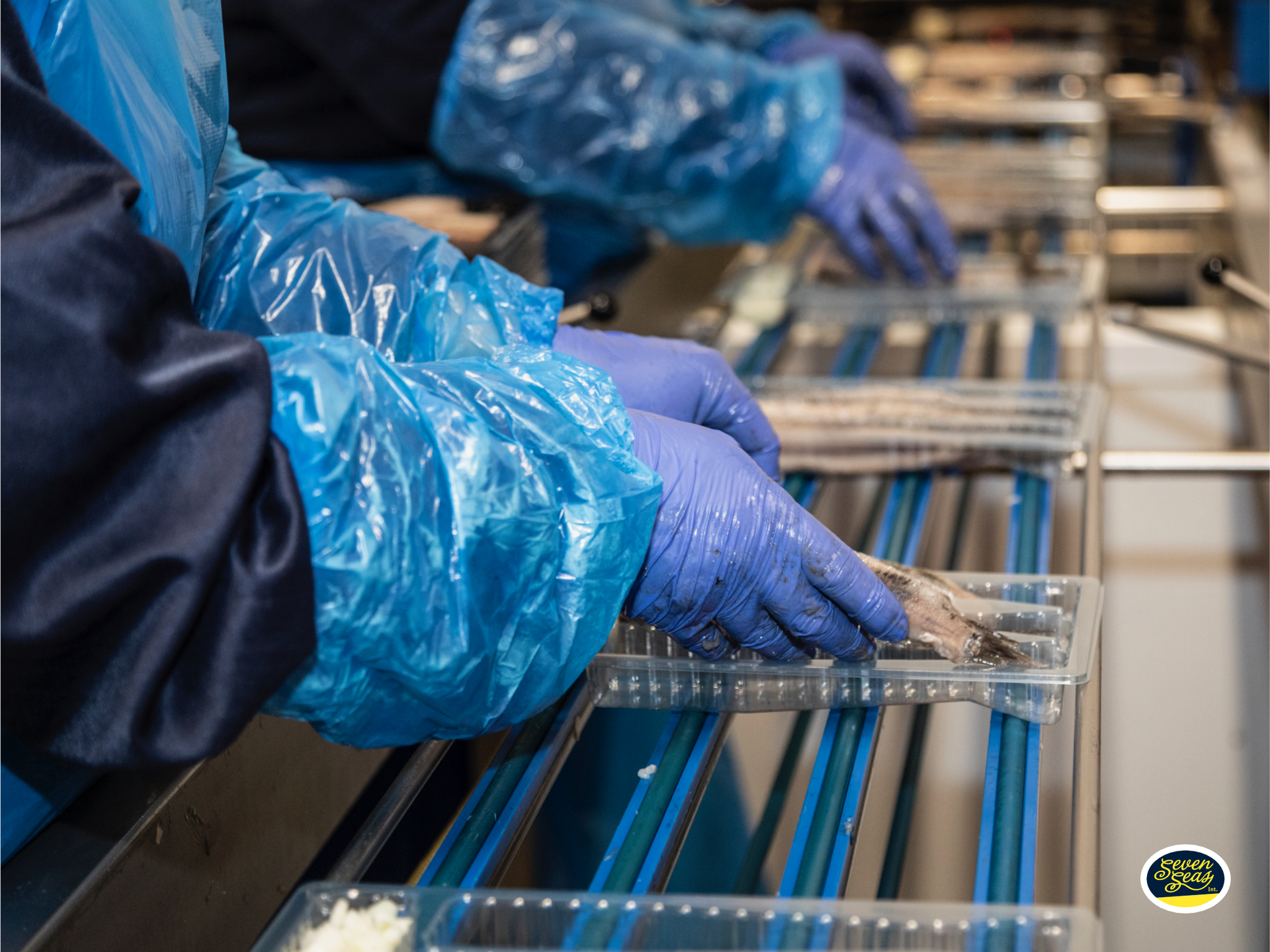 Hollandse Nieuwe worden verpakt op de productielijn bij Seven Seas International.