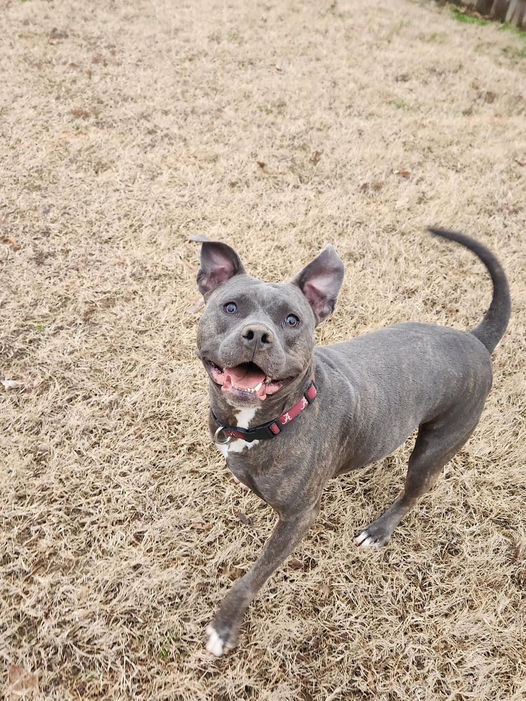 Happy blue pit bull with white markings and a pink collar in a grassy yard.
