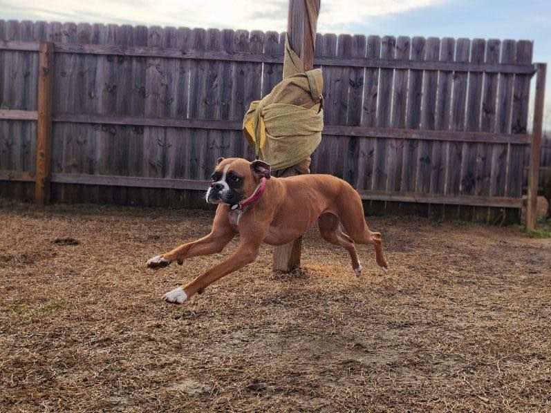 Brown Boxer dog running in a yard with a wooden fence and post, wearing a pink collar.