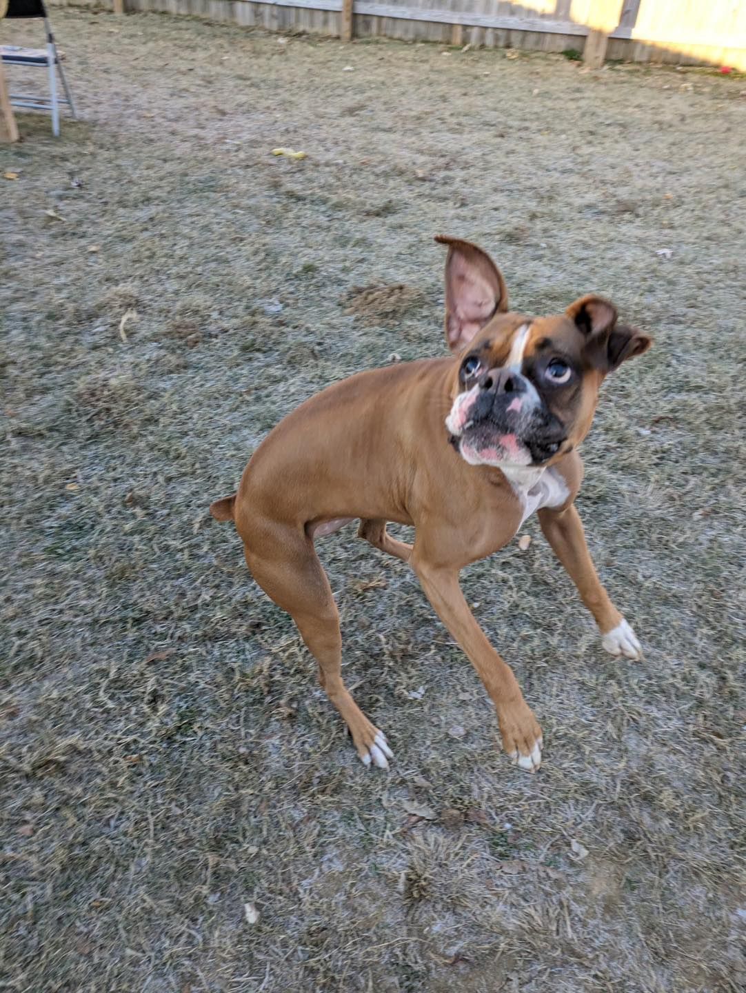Boxer dog with brown and white markings looking alert outdoors.