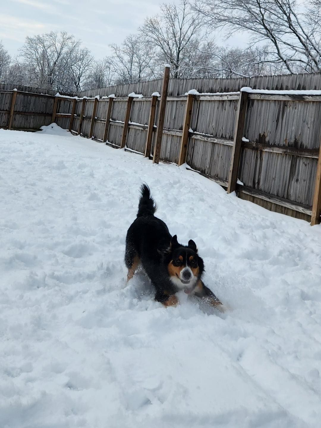 Black and tan dog in snow, paws outstretched, playful expression, near a fence in a snowy yard.