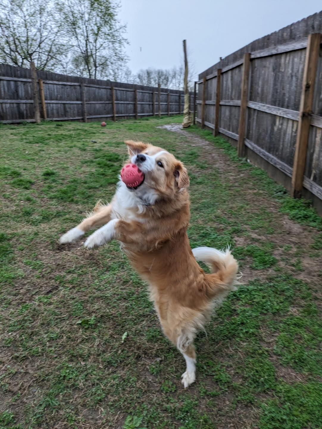Golden-furred dog leaps and catches a pink ball in a fenced backyard.