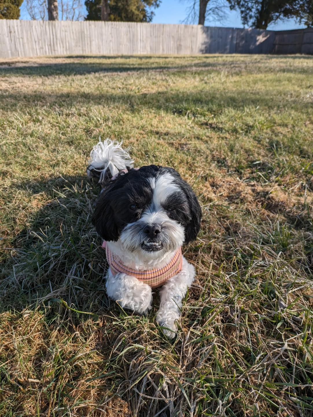Black and white Shih Tzu dog lying on a grassy lawn, wearing a pink sweater, smiling.