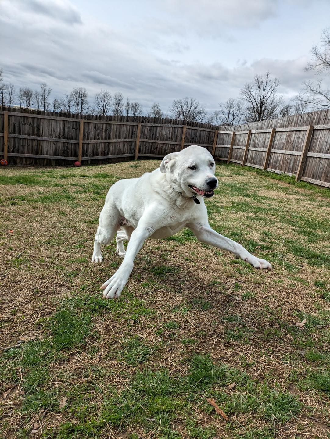 White dog running on a grassy yard, reaching forward with outstretched paws. Cloudy sky, wooden fence.