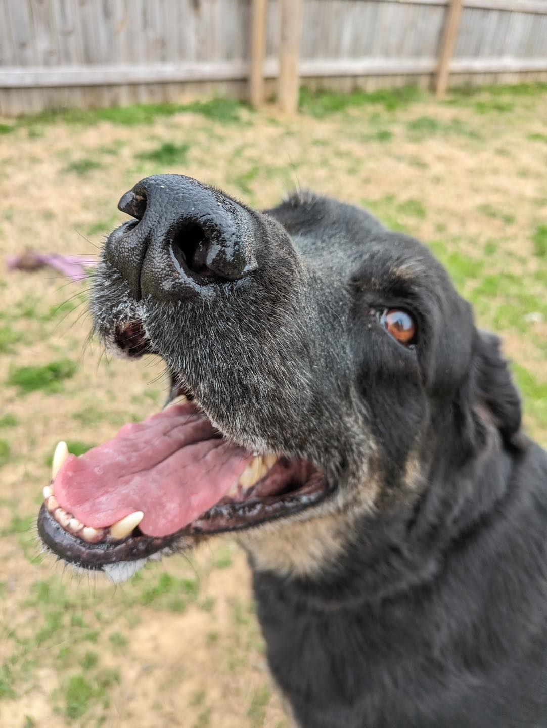 Black dog with open mouth, tongue out, looking up. Green grass and fence in background.