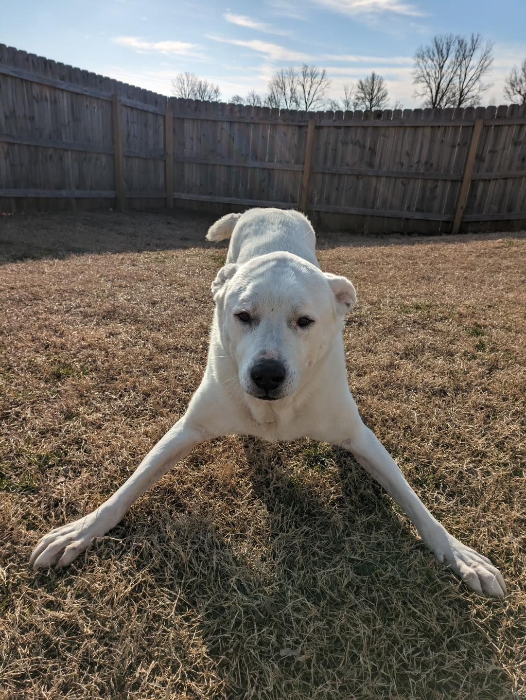 White dog with outstretched paws, on brown grass, in a fenced yard.