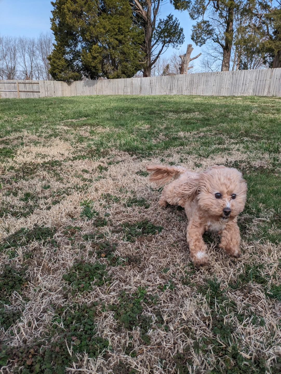 Small tan dog running on a grassy lawn with a fence and trees in the background.