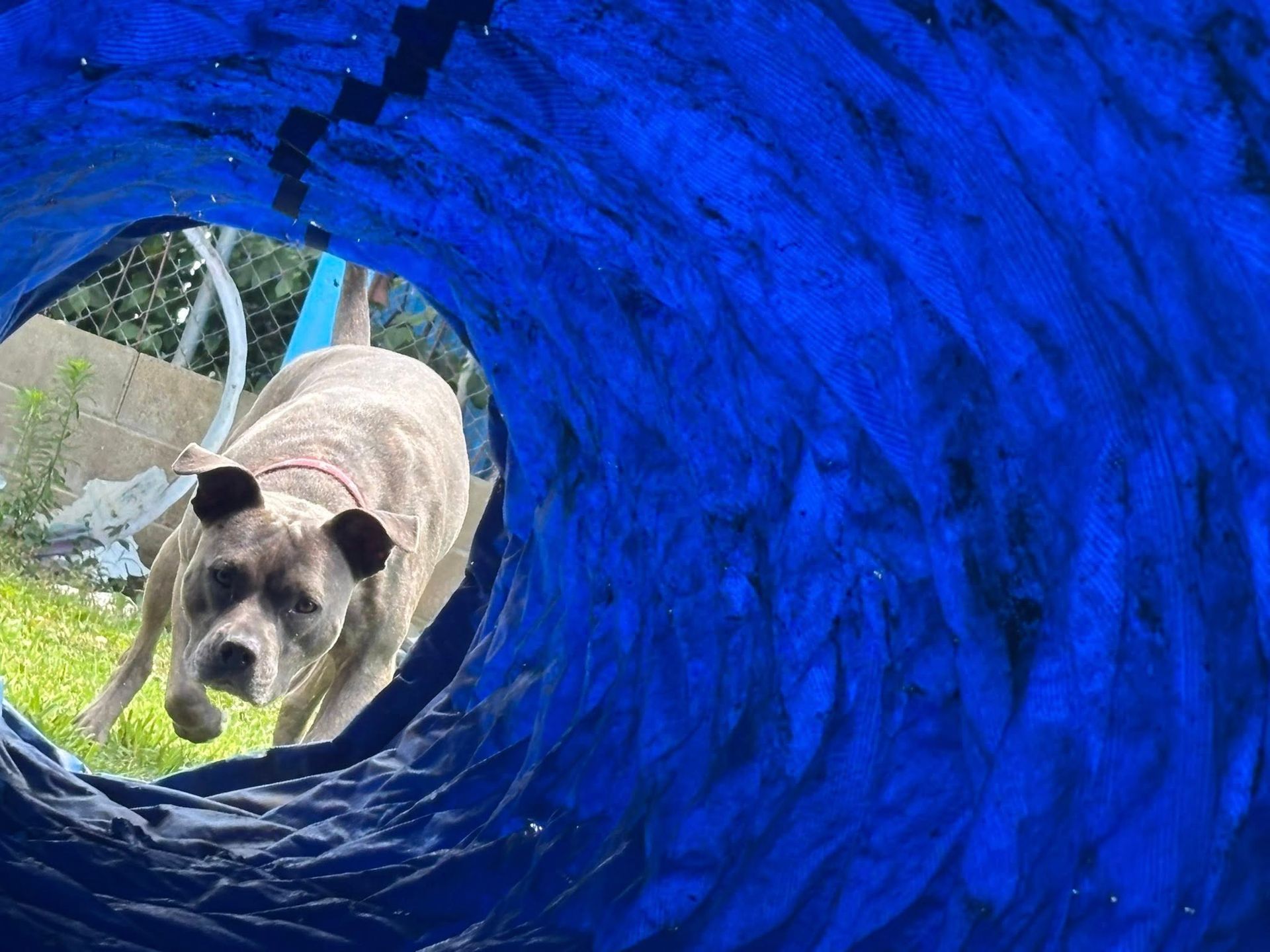 Dog emerging from a blue agility tunnel; running outdoors.