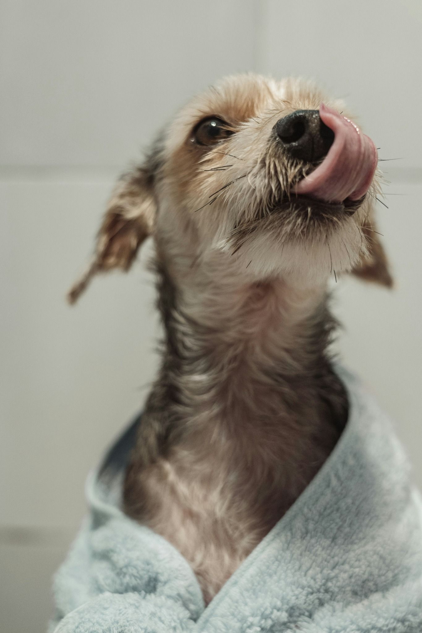 Yorkie puppy with dirty face licking its nose, wrapped in a blue towel.