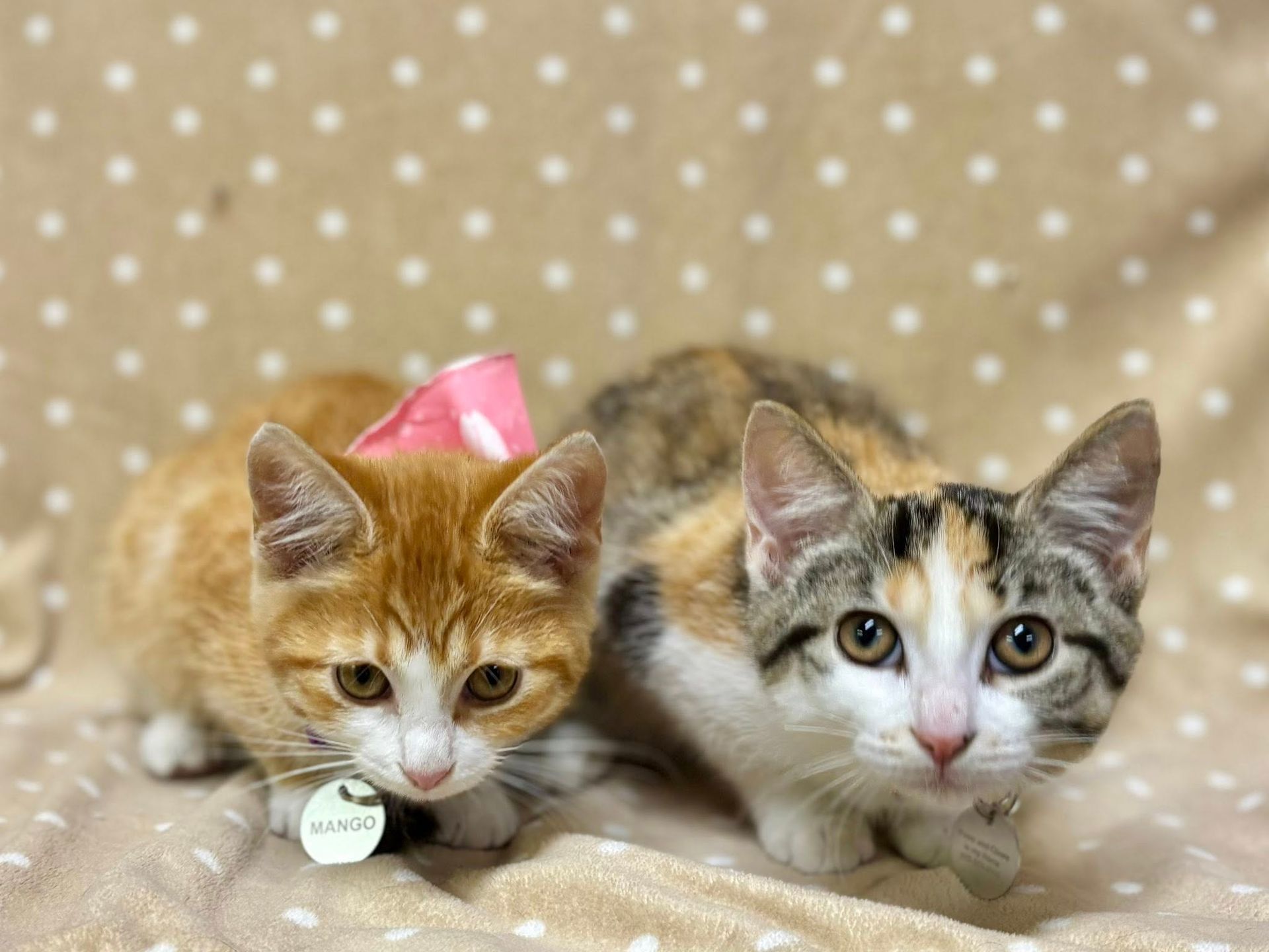 Two kittens: orange tabby with pink bow and calico, both looking at the camera on a dotted blanket.