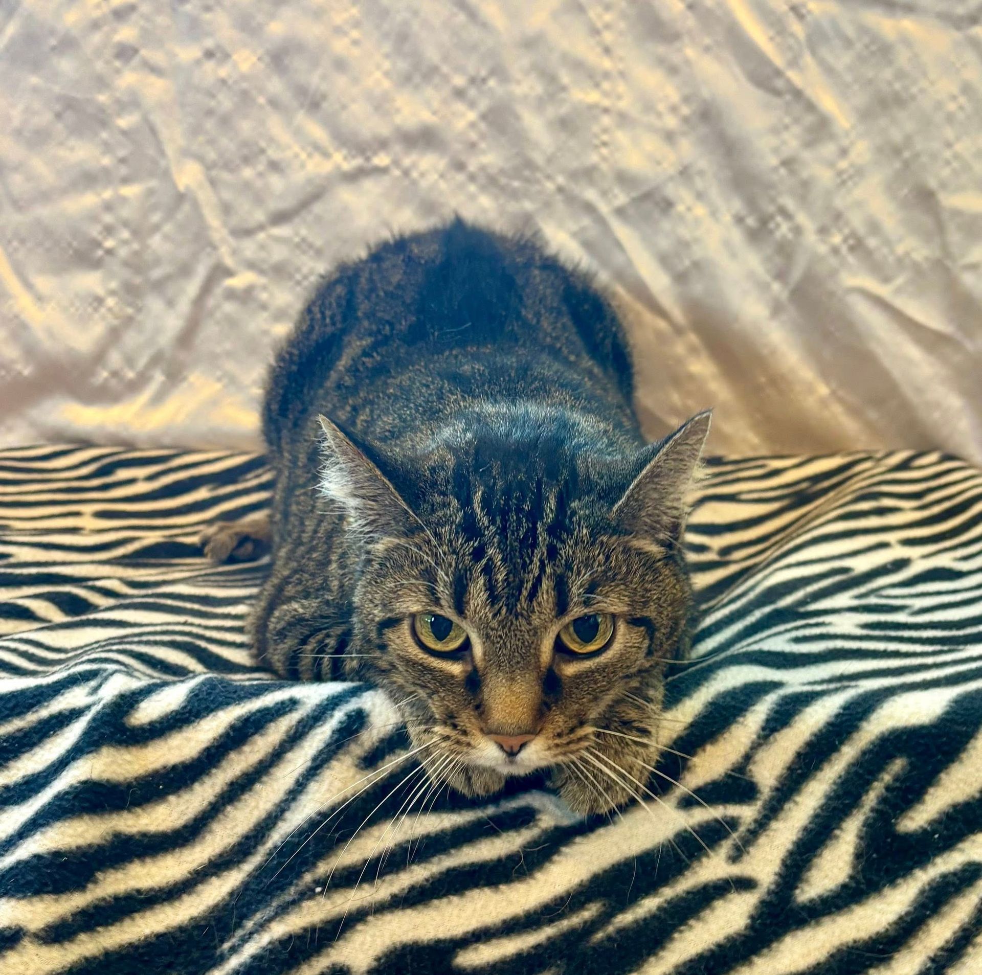 Cat crouches on zebra-striped blanket, focused gaze.