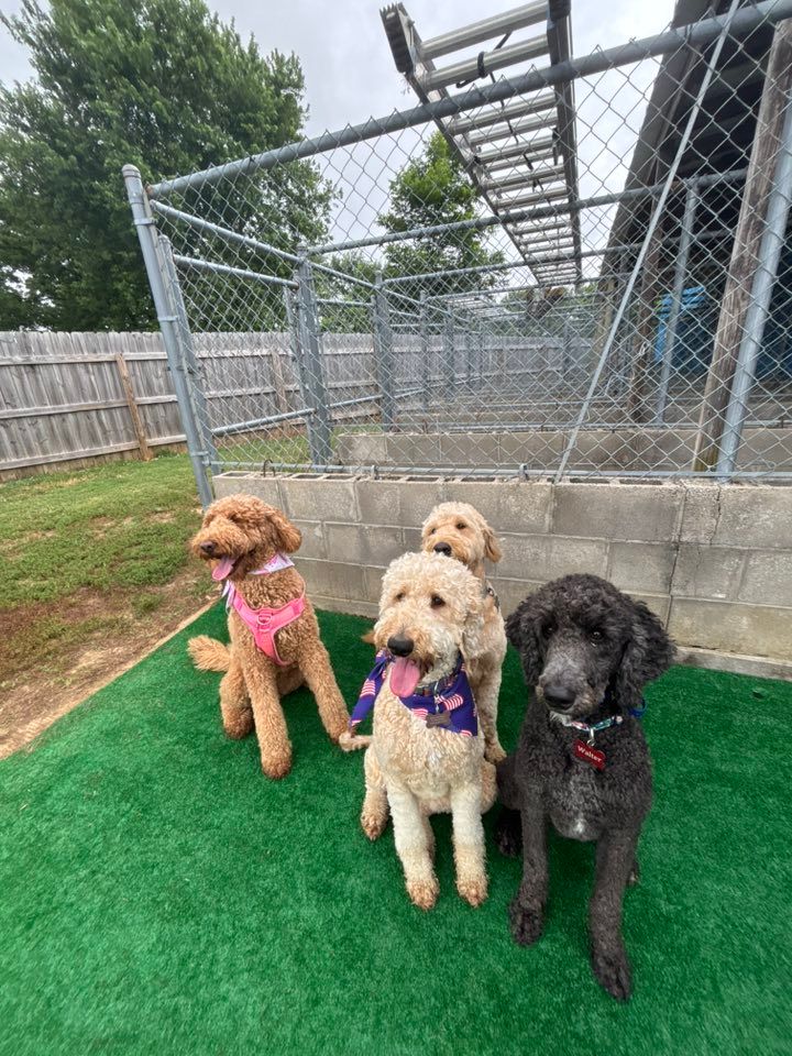 Four Goldendoodles and Poodle sit together outside on turf.