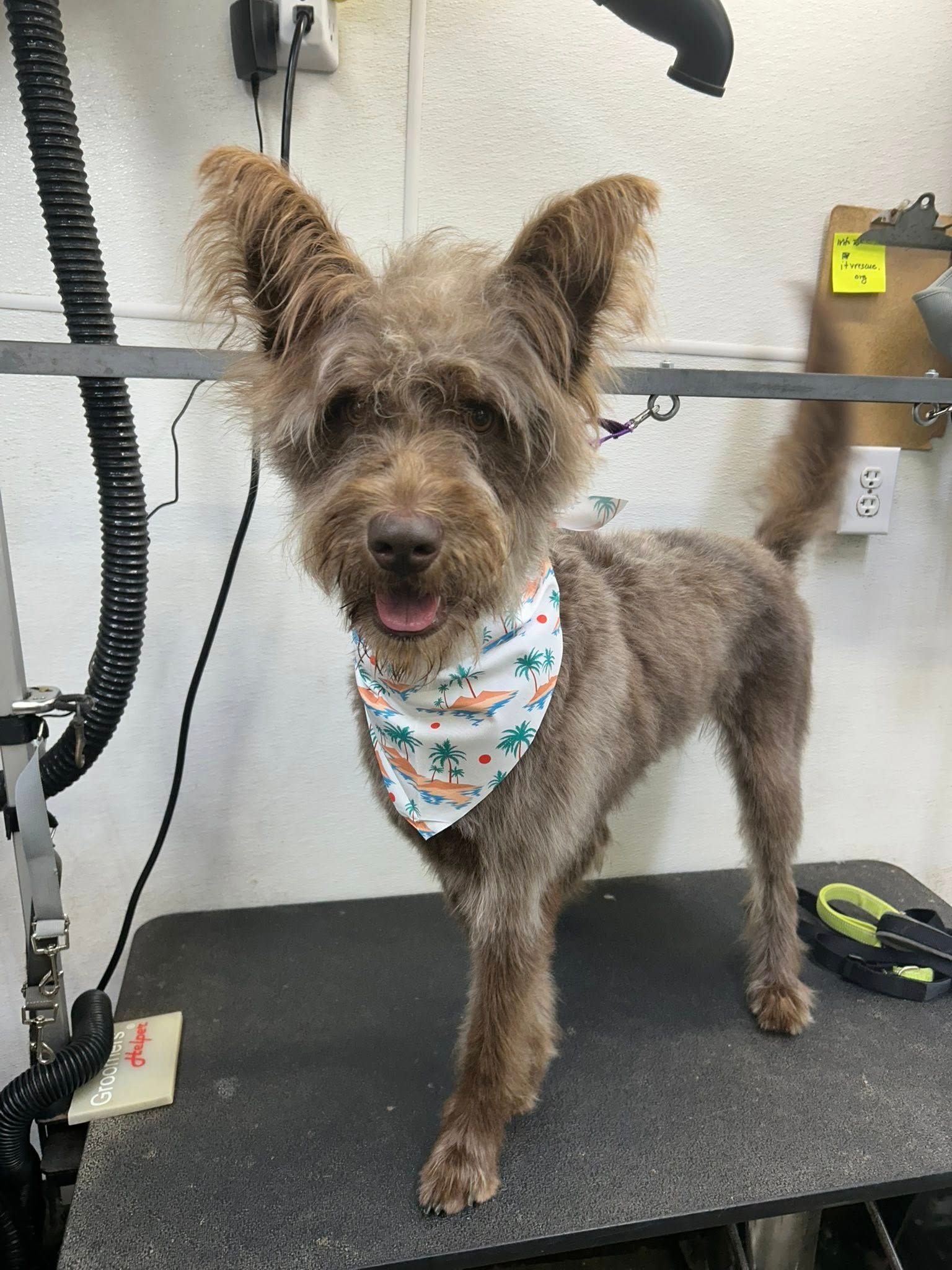 Brown dog with a bandana, standing on a grooming table, smiling at the camera.