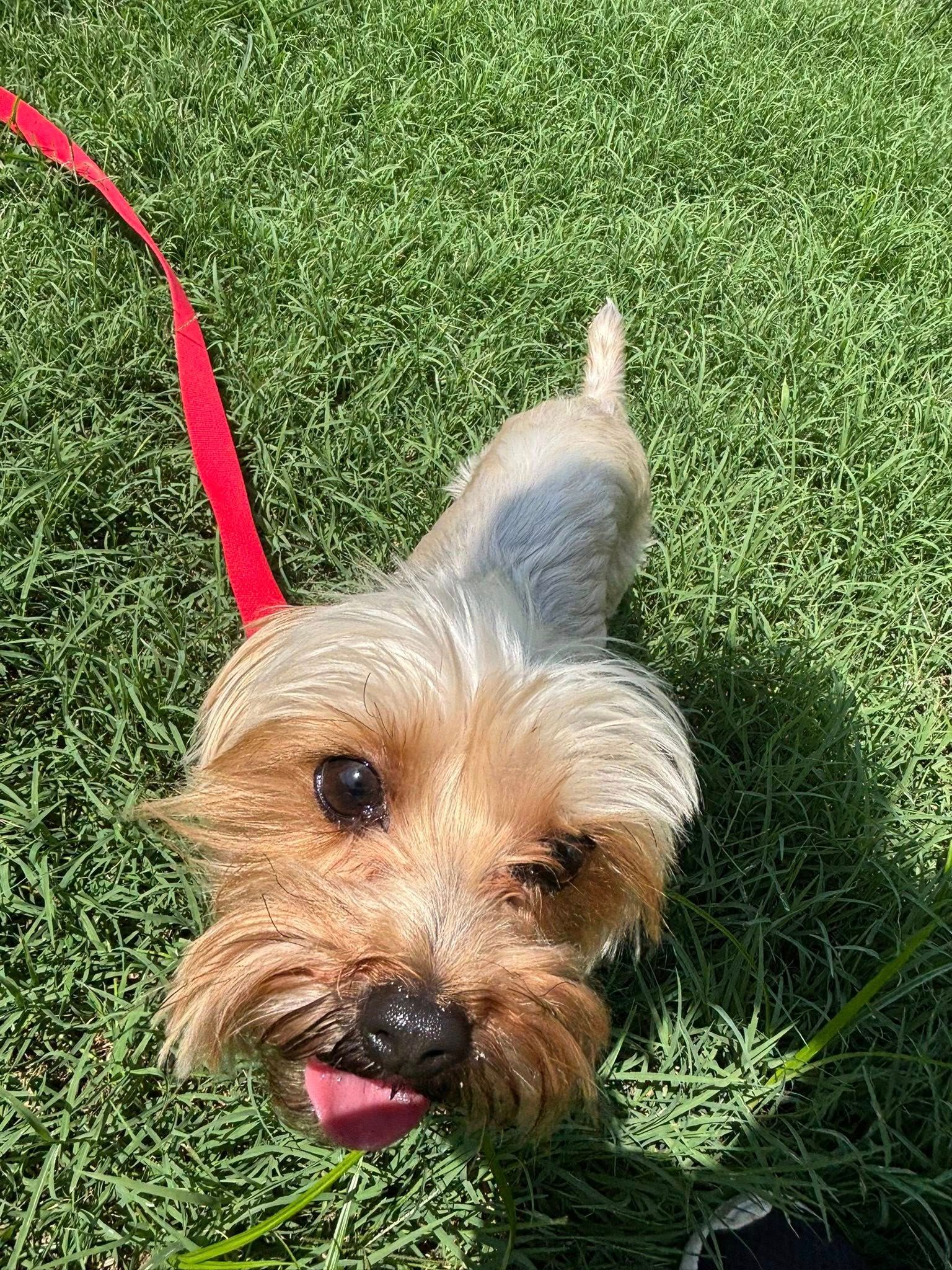 Yorkshire Terrier with a red leash, winking, on green grass.