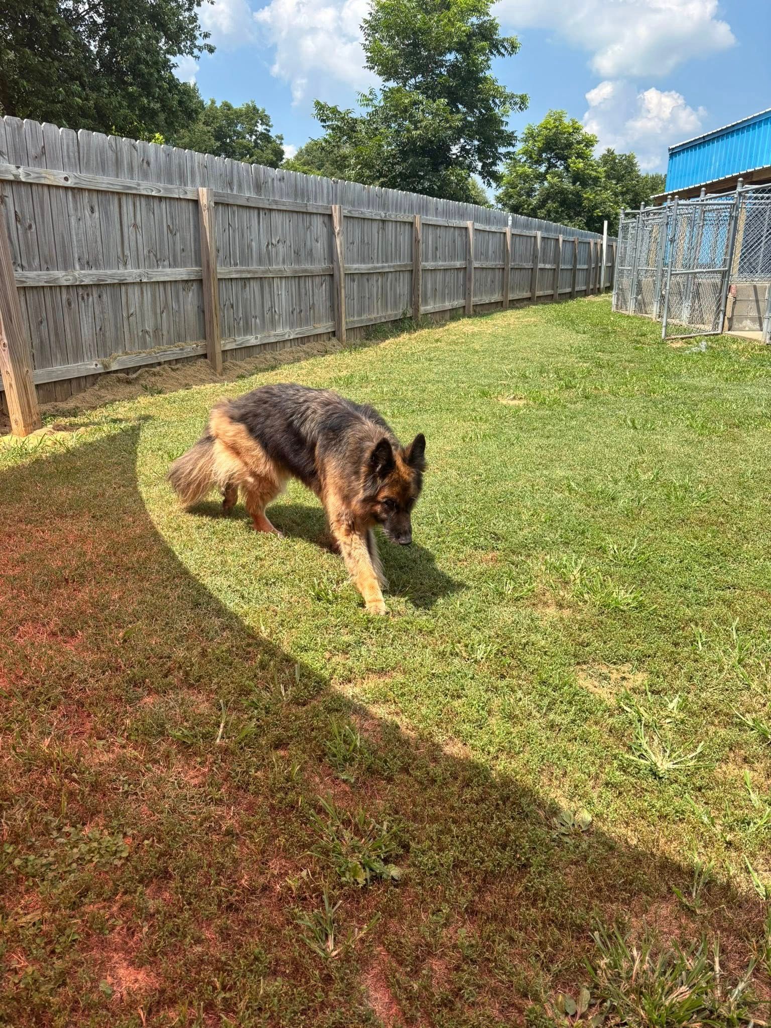 German Shepherd dog walks on green grass, near a wooden fence.