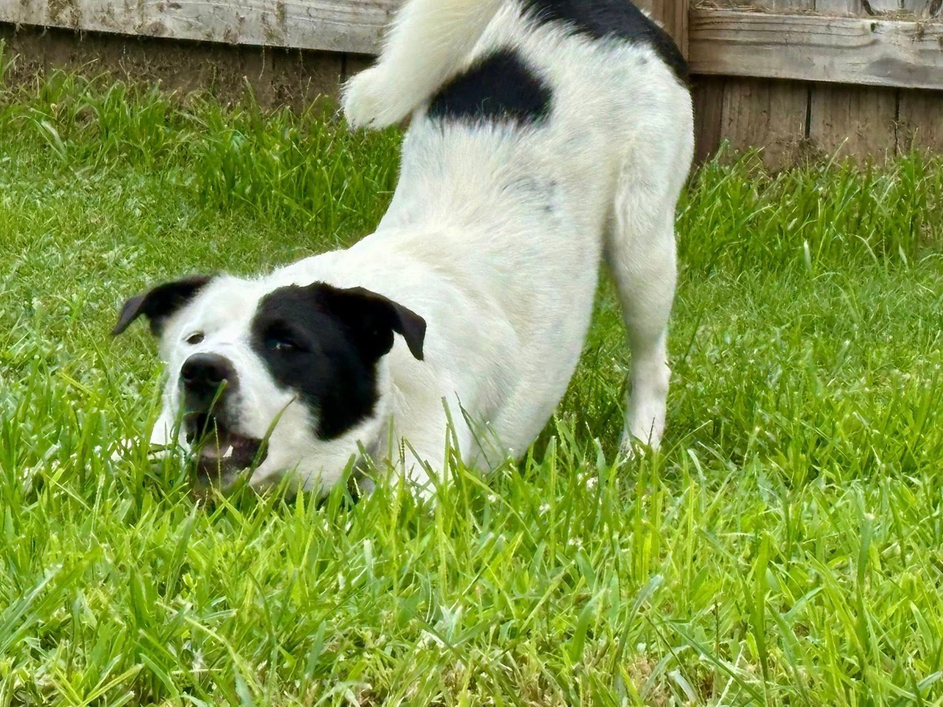 Dog, mostly white with black markings, playing in green grass, fence in background.