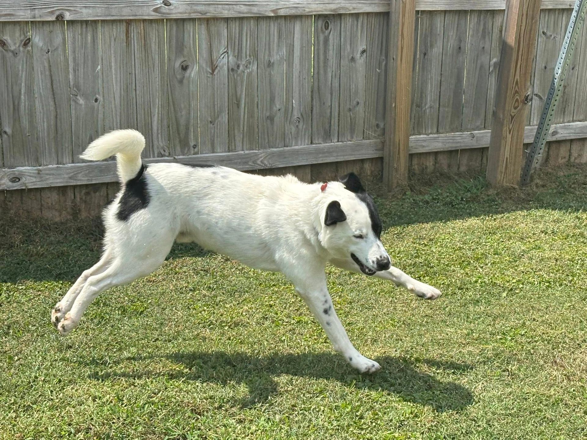 Dog, mostly white with black spots, leaping across a grassy yard in front of a wooden fence.