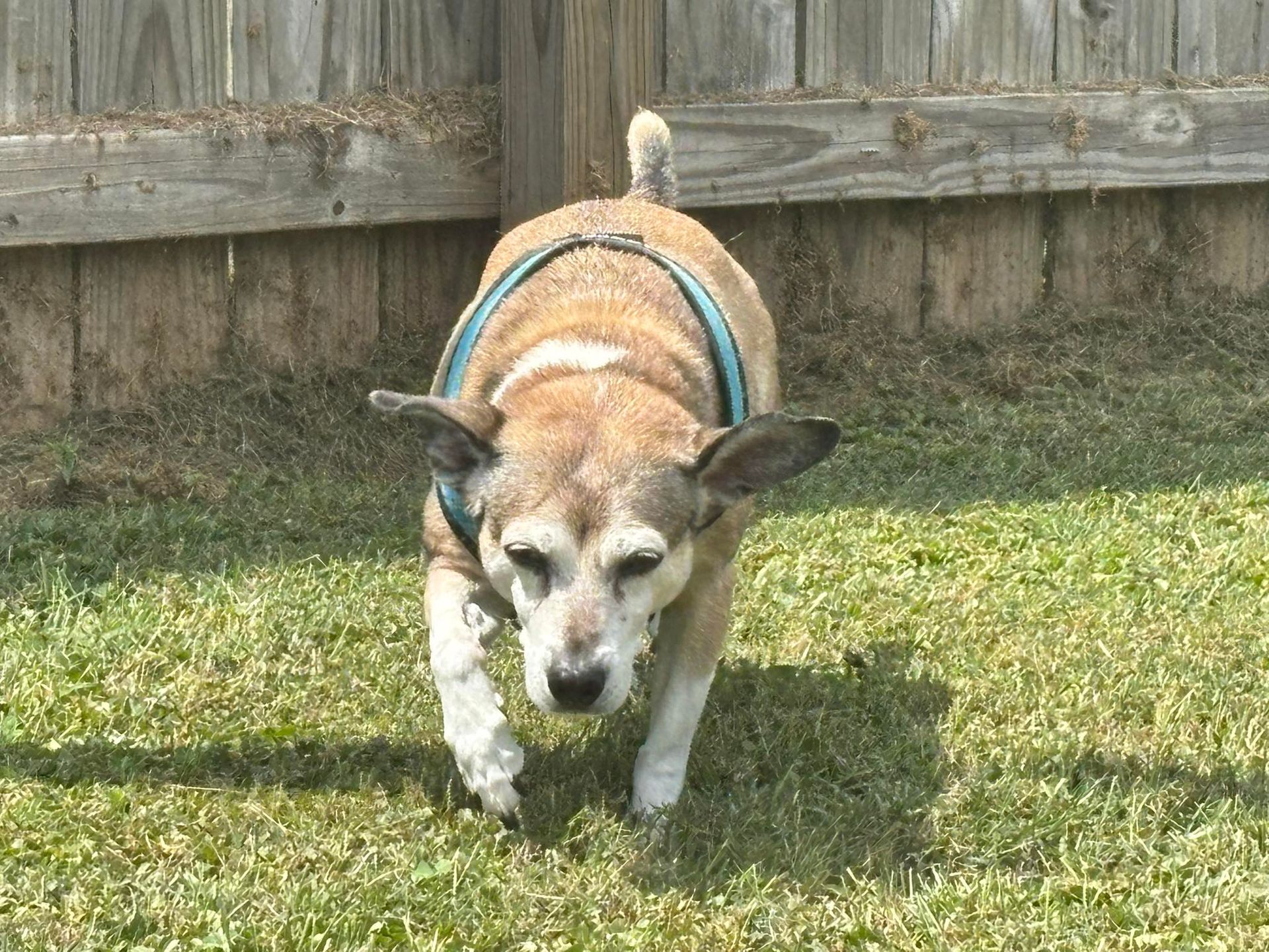 Small, tan and white dog with blue harness walks toward the camera on green grass.