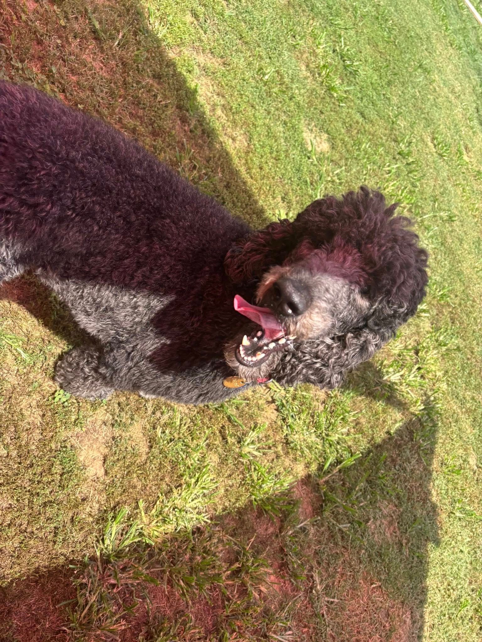 Black poodle with tongue out, lying on green grass.
