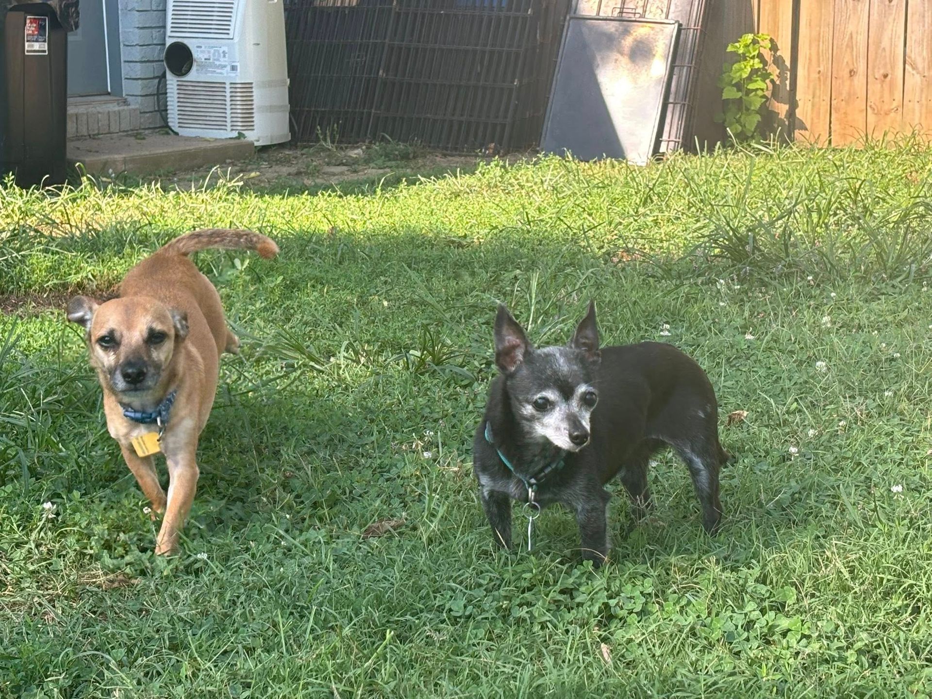 Two dogs in a grassy yard: one brown and one black, looking at the camera.