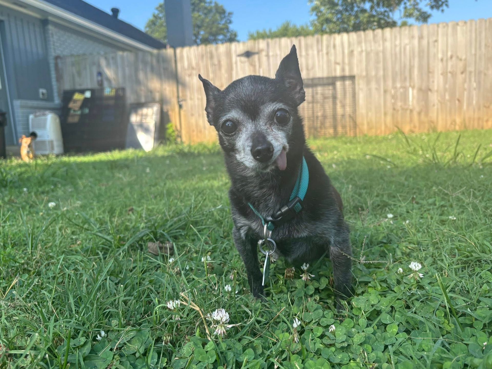 Small black dog with a gray muzzle wearing a blue collar, sitting in green grass in a yard.