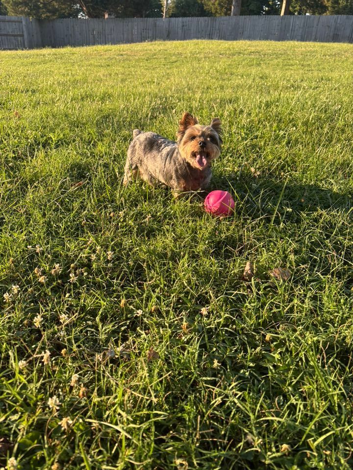 Yorkshire terrier with tongue out, in green grass with a pink ball, outdoors.