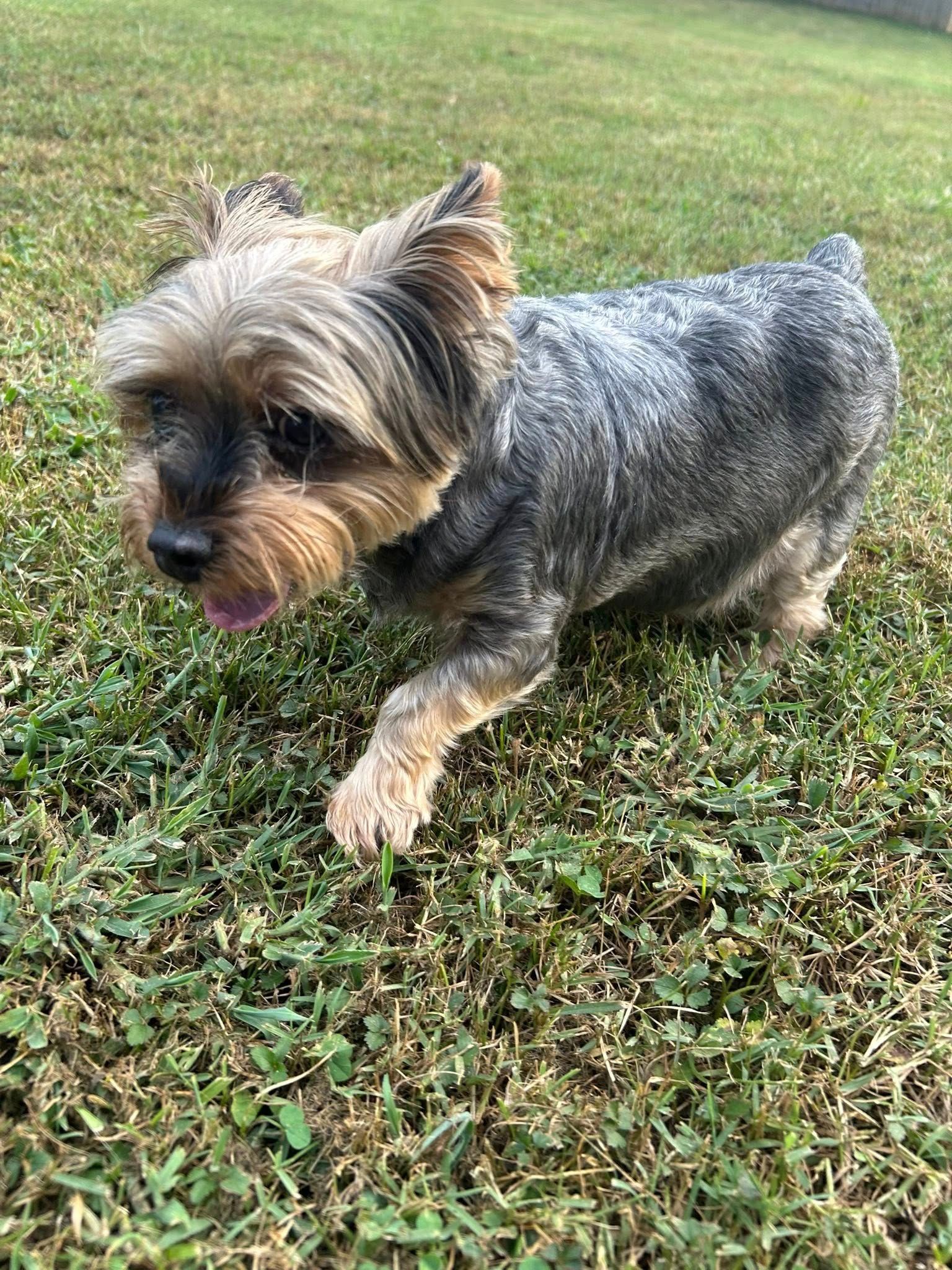 Yorkshire Terrier with tan and gray fur walking on grass.