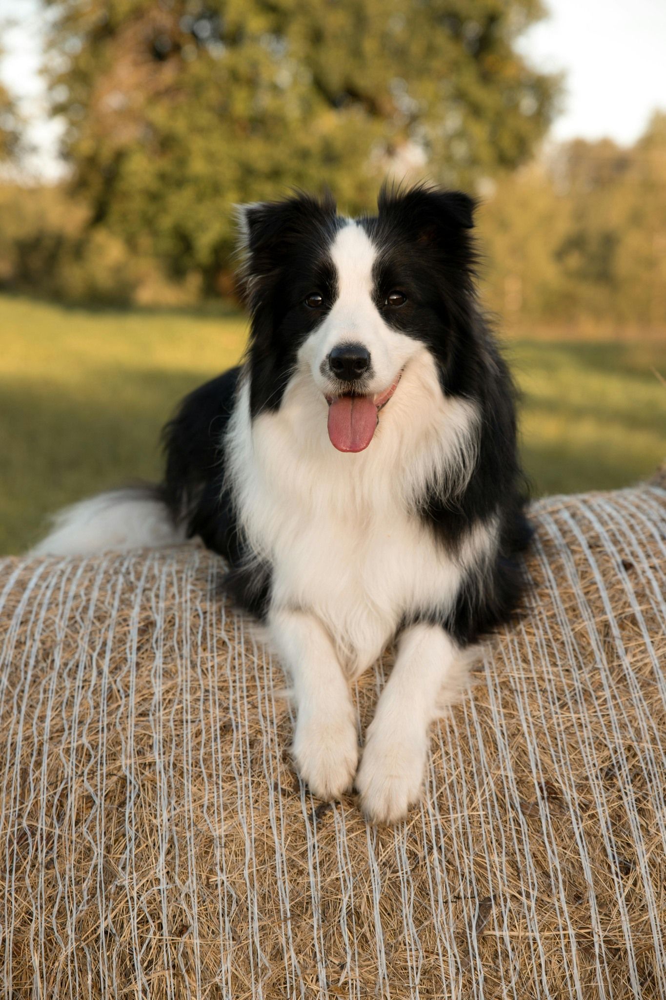 Black and white Border Collie dog lying on a hay bale, smiling with tongue out, in a field.