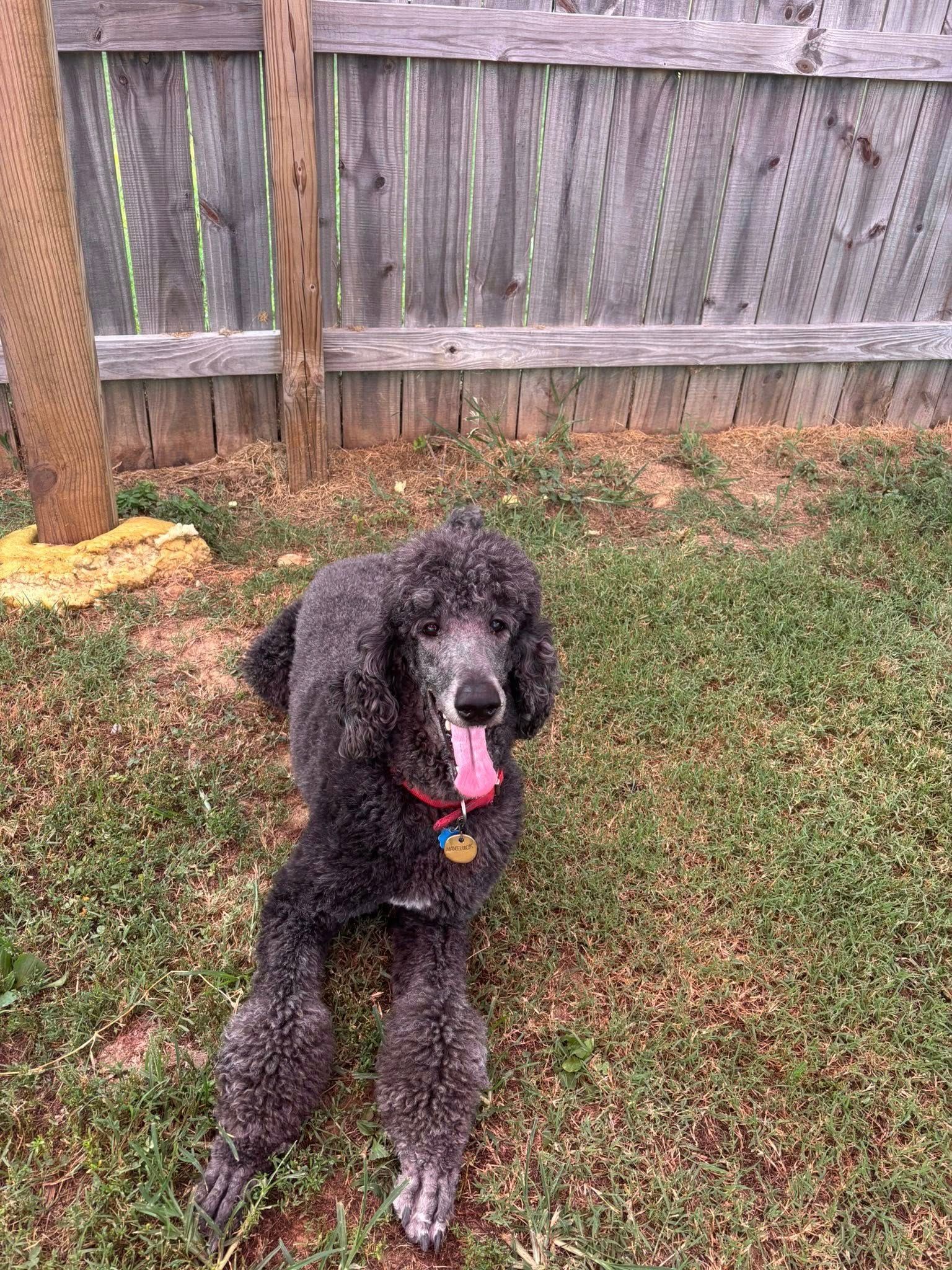 Black poodle with tongue out lying on grass in front of a wooden fence.
